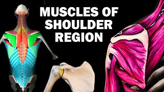 UPPER LIMB MUSCLES 26  SHOULDER REGION [upl. by Tillio]