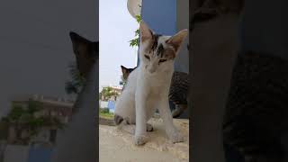 please subscribe 1millionviews catvideos subscribe support [upl. by Ranee]