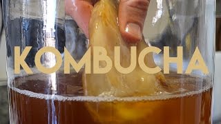 Beginners Guide To Fermentation Kombucha Making [upl. by Robaina]