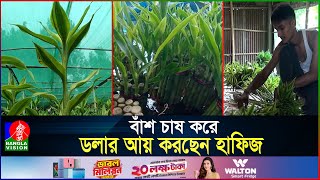 গাইবান্ধায় বাঁশ চাষে ভাগ্য ফিরেছে যুবকের  Bamboo Cultivation  Gaibandha [upl. by Asirak649]