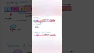 Regulation of gene expressionlac operoninducible operonytviral ytshortsvideo [upl. by Letsyrc]