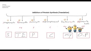 Inhibitors of Protein Synthesis Translation BPharm Second Semester Biochemistry [upl. by Jessy]