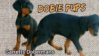 Playful Doberman Pups at 11 weeks old born 2013 [upl. by Eikcim]