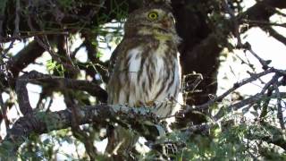 Caburé Chico  Glaucidium brasilianum [upl. by Gilboa]