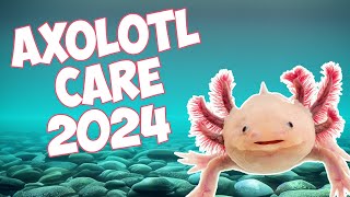 Complete Axolotl Care Guide for 2024 [upl. by Rtoip836]