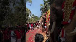 Kodumunda Nercha 2024 2024shorts festival elephant [upl. by Alyat]