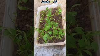 How to grow Dhaniya at home  বাড়িতে ধনিয়া বাগান seedsplants33 dhaniya seeds grow home [upl. by Brynn]