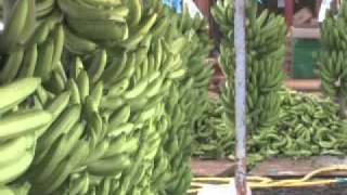 La production de Banane de Guadeloupe amp Martinique [upl. by Anileve]