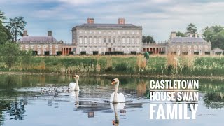 Castletown House Swan Family 2024 [upl. by Jacenta]