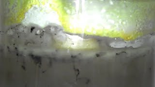 Reacting sodium Na with concentrated sulfuric acid H2SO4 with an unexpected result [upl. by Adnulahs658]