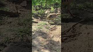 birds nature francolin wildlife 1million animals viralforyoufrancolinus birds [upl. by Ekul]