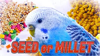 The Best Budgie Diet for a Happy and Healthy Life [upl. by Zaraf71]