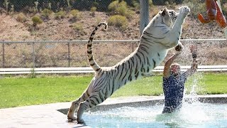 Tiger Splash Keepers Swim And Play With Fully Grown Big Cats [upl. by Eitsrik]