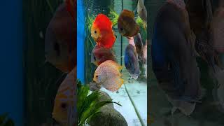 The Most Beautiful Discus Cichlids Tank Youll Ever See [upl. by Nnainot632]