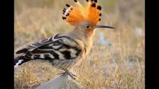 The Cyclone Hudhud bird [upl. by Bernhard987]