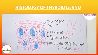 Histology of Thyroid Gland  Endocrine Histology  Amits Lectures  UHS  Histo made Easy [upl. by Viki]