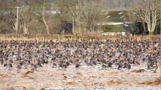 Pinkfooted Geese on Montrose Basin [upl. by Ttiwed]