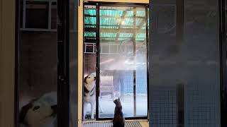 This dog is an escape artist funnyanimals cat cutecats views viral funnydogs lol shorts [upl. by Gavini811]