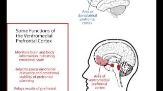 How the Brain Works Emotions and Thought Video 13 of 20 [upl. by Ahserb]