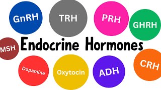 Endocrine Hormones in Just 10 min [upl. by Earle976]