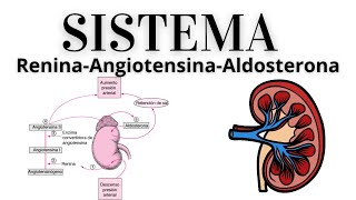 SISTEMA RENINA ANGIOTENSINA ALDOSTERONA MANERA FÁCIL [upl. by Marty]