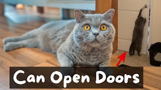 Things to Know Before Getting a British Shorthair Cat  The Cat Butler [upl. by Ecilahs41]