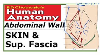 Chp16  Abdominal Wall  Skin amp Superficial Fascia  BDC Vol2  BD Chaurasia  Dr Asif Lectures [upl. by Haile202]