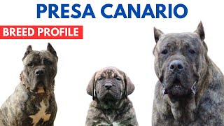 Presa Canario Dog Breed Profile History  Price  Traits  Presa Canario Dog Grooming Needs [upl. by Elo]