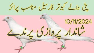 Patti wale kabootar for sale  Nadeem pigeon TV  WhatsApp 03006922452 [upl. by Nap]