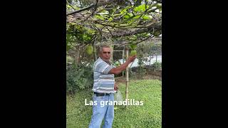 Las granadillas elsalvador plantas campo agroboy jardin granadillascentroamerica campo [upl. by Blakeley]