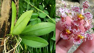 Sustrato para plantas de Orquídeas trichocentrum [upl. by Junna]