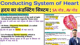 Conducting System of Heart  Conducting System of the heart in hindi  SA Node  AV Node [upl. by Rue993]