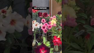 Rare Colours Adenium Plants Online Shopping 🪴 adenium garden plants adeniumlover [upl. by Anjanette]