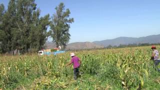 Clearing A Corn Field Nogales Chile Chilefarms [upl. by Suoirad]