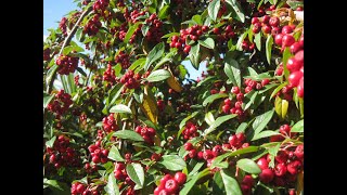 Cotoneaster  a perfect tree for a small garden  with autumn  fall berries [upl. by Rabkin]