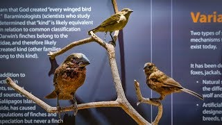 Darwins Finches with Ken Ham [upl. by Joliet]