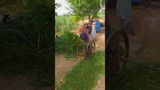 High Speed Chaff Cutter Machine operating With bull punjablook trendingshorts ytshorts [upl. by Felipe]