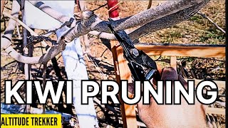 Training and Pruning of Kiwi Plant  How to Prune Kiwi Tree  Kiwi pruning [upl. by Artekal]