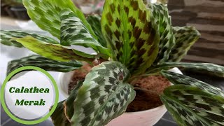 RAHASIA PERAWATAN CALATHEA MERAK  KAEMPFERIA [upl. by Viking970]