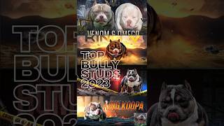 Pocket Bully Studs Stud Service Stud Fees amp Info Top Bully Studs 2024 venomline [upl. by Yleak]