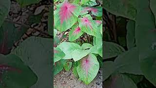 Caladium plant viralshort beautiful likeandsubscribe [upl. by Bellda628]