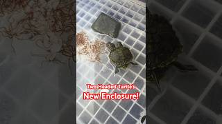 Two Headed Turtle’s New Enclosure [upl. by Busby]