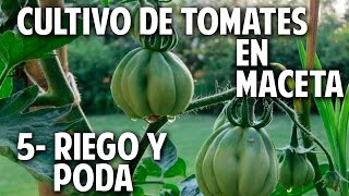 Cultivo de Tomate Parte 5  Regar Podar y Atar cosasdeljardin [upl. by Stormy]