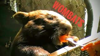 Wombats [upl. by Worra]