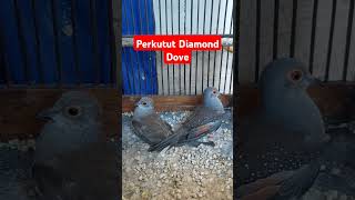 perkutut diamond Dove di Lampung [upl. by Possing]