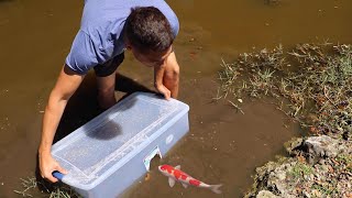 FISHTRAP CATCHES COLORFUL FISH For Massive AQUARIUM FISH [upl. by Sreip]