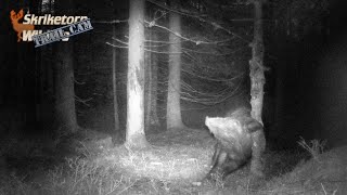 Vildsvin kliar sig mot trädstammen Trail Cam [upl. by Aiza600]