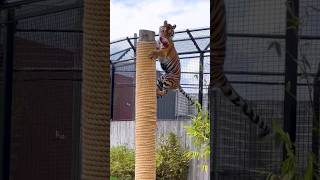 Tiger The Royal Bengal Jump 300miliontiger 1M subscribes [upl. by Carlota890]