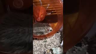 My hamster running at the roller coaster ☺️please like and subscribe if you love my hamsters 😊🙏 [upl. by Biles]