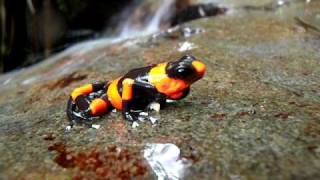 Oophaga lehmanni [upl. by Gluck787]